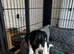 3 male Jack russell x pups