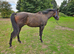 Retired Racehorses Available