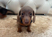 Gorgeous Isabella Dachshund Boys