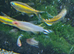 Blue eye congo tetra