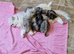 Male persian x cross kitten