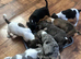 Beautiful Jack Russel pups