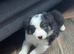 Quality Border Collie Pups