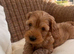 Red & golden cockapoo puppies