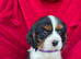 Cavalier King Charles spaniels
