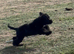 American cocker cross poodle