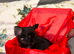 Tiny chihuahua puppies