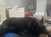 Beautiful 8mth old male black gsd for sale