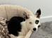 Welsh collie