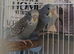 Blackface baby budgies and splits