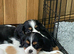 K C Reg Cavalier King Charles