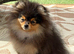 5month old male Pomeranian puppy