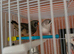2 female finches