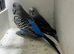 Double splite bf bw 2 male available age 7 month