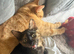 Playful Tortie Kitten Ready for Her Forever Home