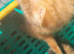 Ginger needs a forever home
