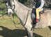 Registered Welsh Section A Gelding