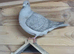 Opal spread racing pigeons