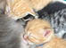BEAUTIFUL KITTENS TO RESERVE