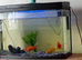 Three healthy Goldfish