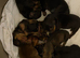 7 miniature dachshunds