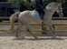 Sensible Competition Mare