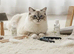 Cat Grooming - Ragdoll Specialist
