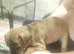 Chihuahua x staffy puppies