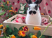 Butterfly mini lop last 2