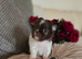 Quality chihuahua longcoat chocolate puppies