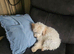 Stunning cavapoo boy