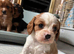 Absolutely gorgeous Cavalier puppies