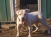 American bulldog female available