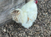 Silkies