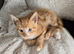 Ginger kittens