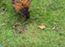 Silkrama chicks (silkie x serama)