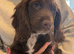 Cocker Spaniel Puppies