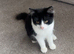 Female tuxedo 6months
