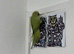 Young Talking Green Ringneck Available &ndash; 5 to 6 Months Old