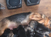 German Shepherd Puppies
