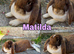 1 Pure French Lop Doe Left