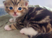 4 month old male kittens