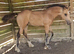 Welsh sec D colt foal