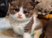 2 x stunning kittens available