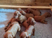 Kc registered Irish Settee puppies