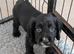 1 male black sprocker pup