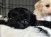 Stunning Male Shihpoo X Sproodle