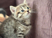 British shorthair girls blue and chocolate