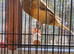Yorkshire canary for new home