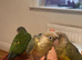 Tamed Baby Conures